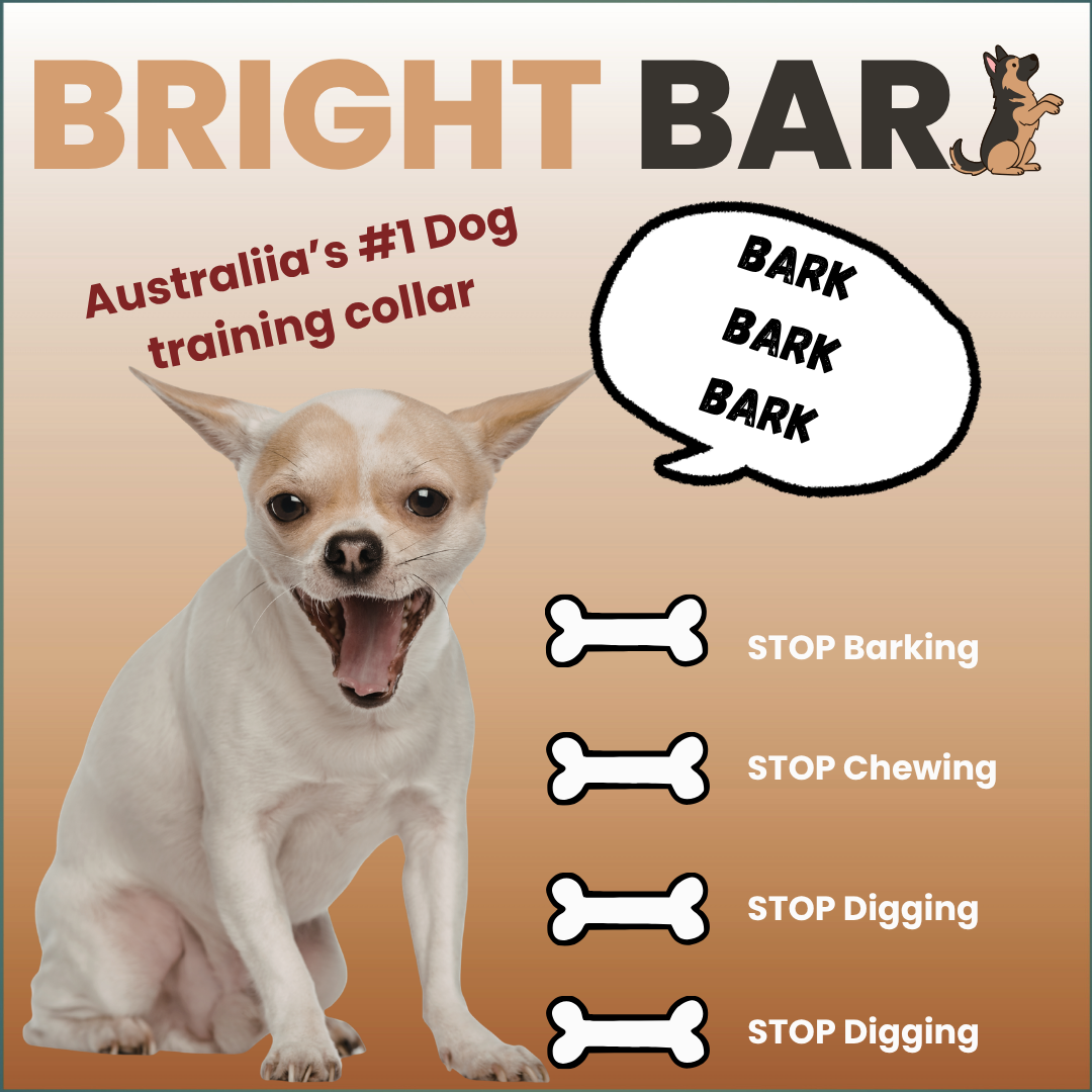 Bright Bark dog training collar